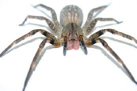 Dedetização de Aranhas Dedetização de Aranhas